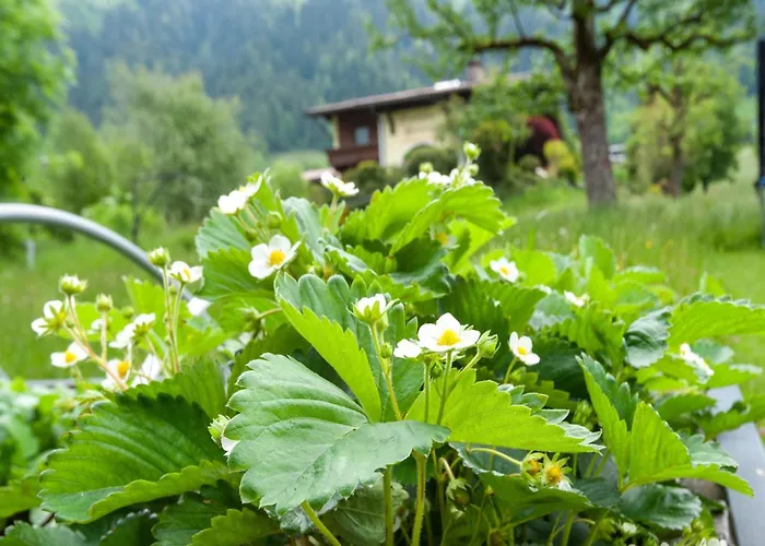 Moiklerhof Appartamento